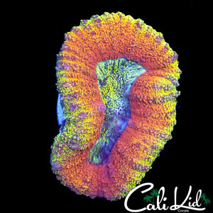 Flamin Rainbow Lobo