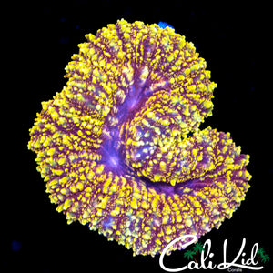 Purple / Gold Speckled Lobo