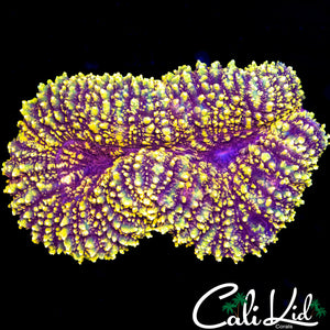 Purple / Gold Speckled Lobo