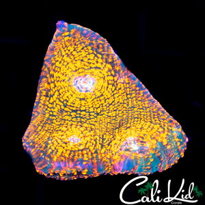 Ultra Chalice
