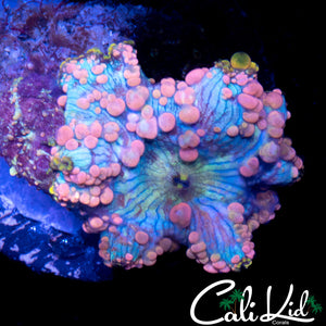 Neptune Bounce Mushroom