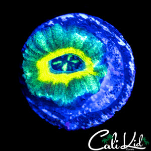 RARE ASIAN ACAN