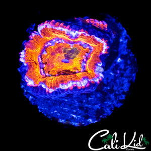 GRAFTED GREEN SPOT ACAN W/ BABY
