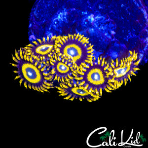 BULLS EYE ZOA MINI COLONY
