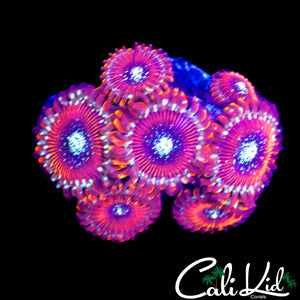 SALTED AGAVE ZOA MINI COLONY