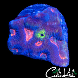 RAINBOW EYE FAVIA