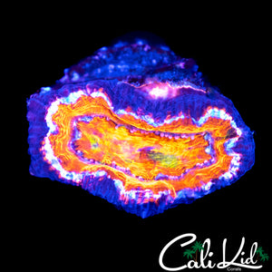 GRAFTED GREEN SPOT ACAN