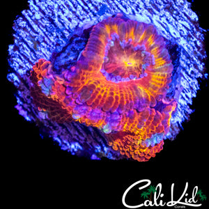 MYSTERY ACAN W/ BABIES