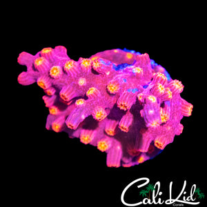 CK BRANCHING CYPHASTREA