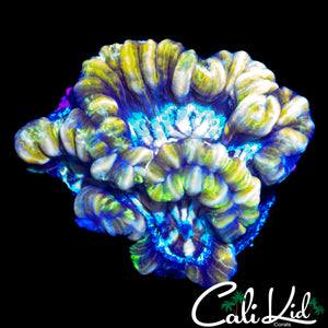 ULTRA RAINBOW WILSONI