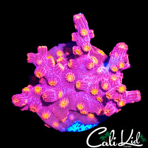 CK BRANCHING CYPHASTREA