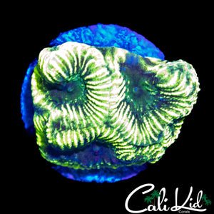 ALLIGATOR SKIN FAVIA