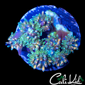 CK KALEIDOSCOPE GALAXIA