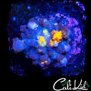 CK MAJESTIC BOUNCE MUSHROOM