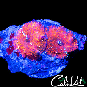 WHITE BUBBLE DISCO SHROOM ROCK