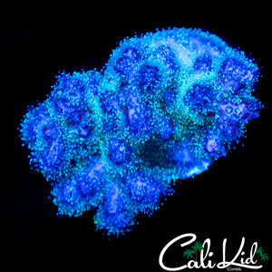 CHUNKY ULTRA STYLOPHORA