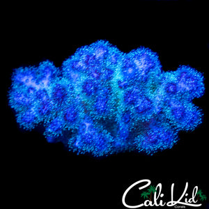 CHUNKY ULTRA STYLOPHORA