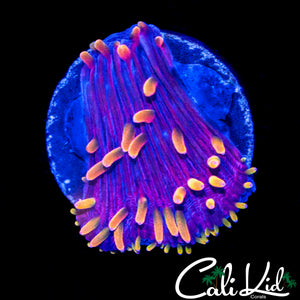 RAINBOW TENTACLE DIASERIS