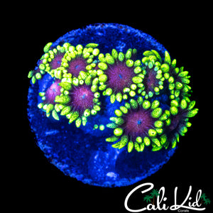 CK PURPLE HAZE GONI