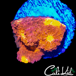 BIG EYE CHALICE FRAG