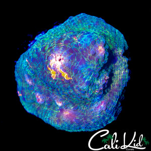 RAINBOW EYE CHALICE