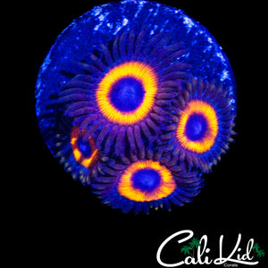 ULTRA ZOA QUAD