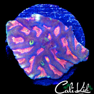 MELTDOWN FAVIA MINI COLONY