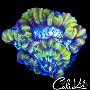 ULTRA RAINBOW WILSONI