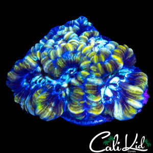 ULTRA RAINBOW WILSONI