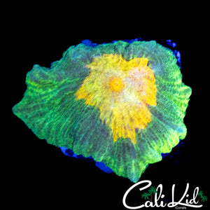 SPACE INVADER PECTINIA FRAG