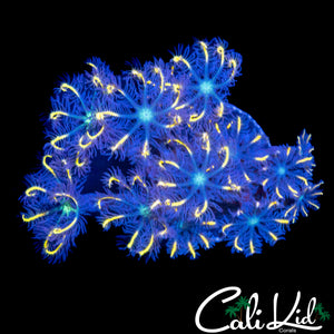 FIREWORKS CLOVES