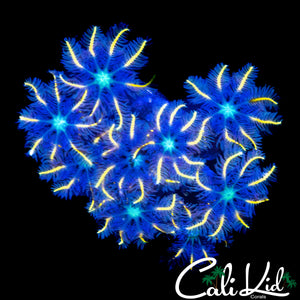 FIREWORKS CLOVES