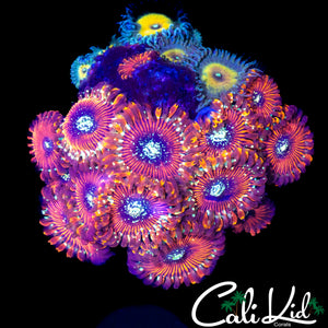 ASSORTED ZOA COLONY