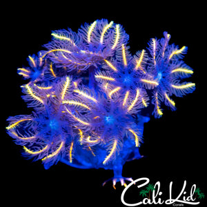 FIREWORKS CLOVES