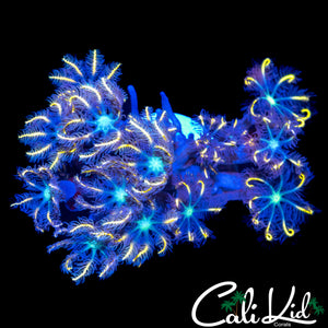 FIREWORKS CLOVES CHUNK