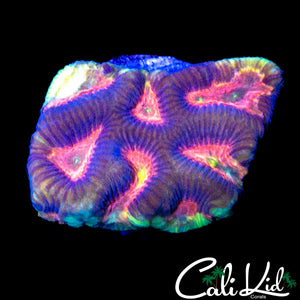 RAINBOW MELTDOWN FAVIA