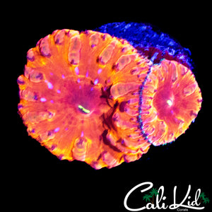 INDO RAINBOW BLASTO DOUBLE