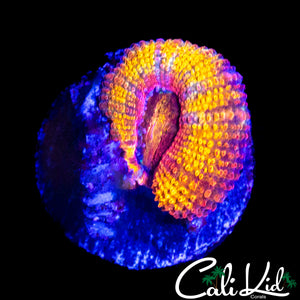 CK UNRELEASED RAINBOW ACAN LORD