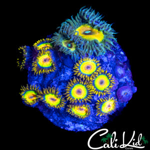 ASSORTED ZOA MINI COLONY