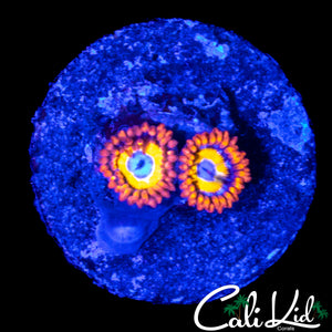 BBEB ZOA DOUBLE