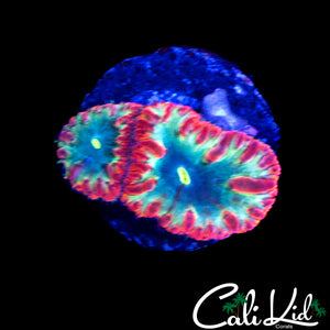 TRI COLOR BLASTO DOUBLE