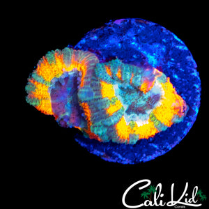 CK MANGO TANGO ACAN DOUBLE