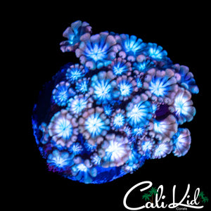 ULTRA RAINBOW ALVEOPORA