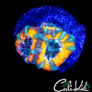 CK MANGO TANGO ACAN TRIPLE