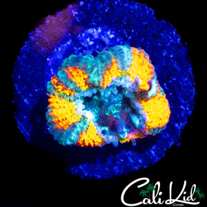 CK MANGO TANGO ACAN