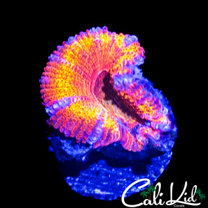 CK UNRELEASED RAINBOW ACAN LORD