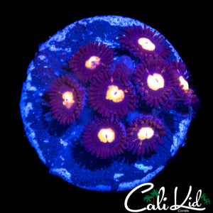 CK UNRELEASED ZOA MINI COLONY