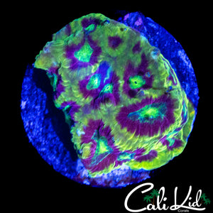 SPECKLED RAINBOW FAVIA