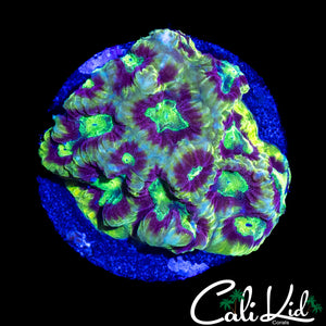 SPECKLED RAINBOW FAVIA