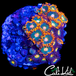 ASSORTED ZOA COLONY